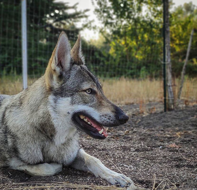 allevamento cane lupo cecoslovacco